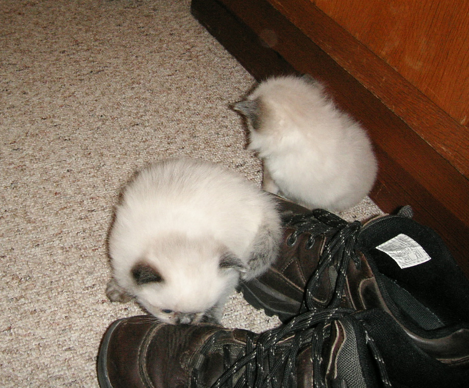w2061 babies and  boots.jpg 353.0K